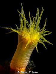 In the darkness of my night

Cup Coral - Tubastraea coc... by Stefan Follows 